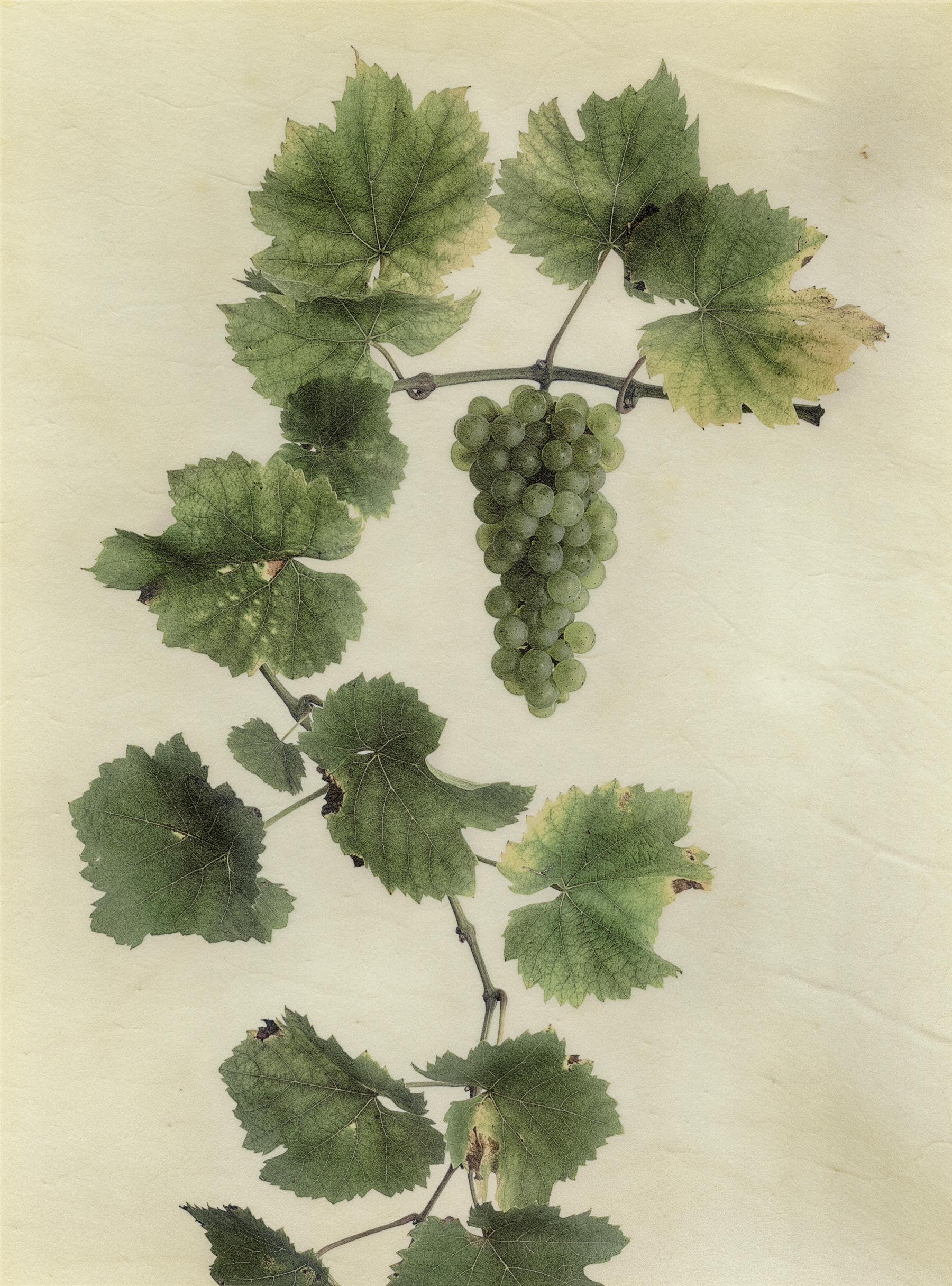 Vellum Fruit Studies 017
